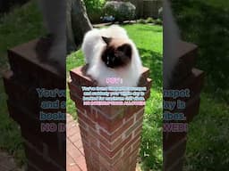 POV: You've Found the ULTIMATE Sunspot ☀️ (Ragdoll Cat Edition!)