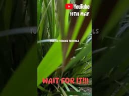 WAIT FOR IT!! Everyday Is An Adventure (Travel Australia) Overland