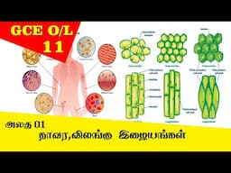 Tissues Introduction |  இழையங்கள் அறிமுகம் |  G 11 Science Tamil Medium