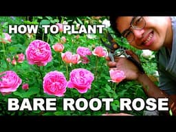 How to Plant BARE ROOT ROSES for AMAZING Blooms!
