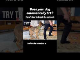 Does your dog automatically SIT? Here’s how to break that pattern🐒