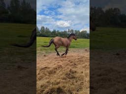When a real life version of "Spirit, Stallion of the Cimarron" just gallops on by.... 🐎 #horse