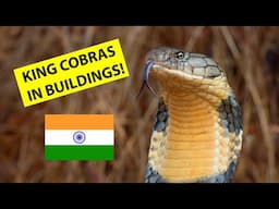 Longest venomous snakes in the world - King cobras, in buildings! Snake rescues in India