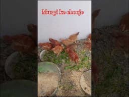 Murgi ke Chooje #pets #cock #chooza