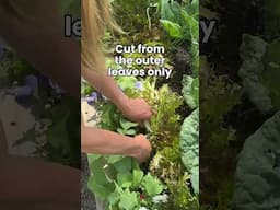 If you want 3x more lettuce you’ve got to leave the center to grow back🥬#garden #lettuce #harvest