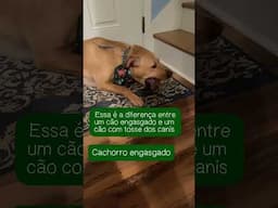 Engasgo x tosse