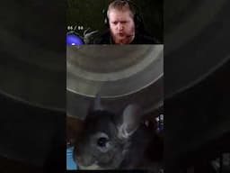 Chinchilla Quest Adventure | (D2R Live Stream Clip)