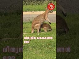 കങ്കാരുക്കളുടെ കാര്യം ഭയങ്കര അതിശയമാണ് 😂 #australianjeevitham #kangaroo