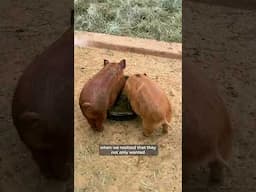 The story of Menorah & her babies 🐷💚