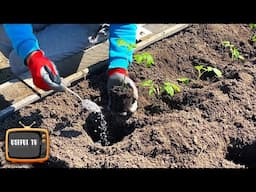 Tomatoes love this fertilizer and will give a great harvest! Add it when planting seedlings