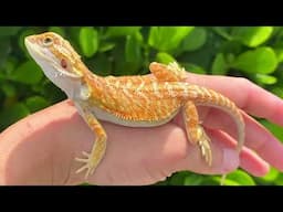 Reasons Why Bearded Dragons Might Not Be Ideal For You