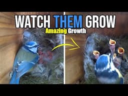 New Born to Feathers - Bird Nesting Series