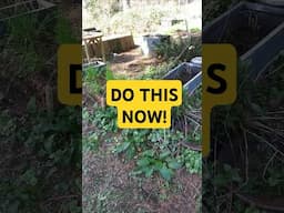 Now is the time to start your survival garden!