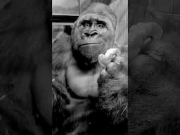 🦍 100 Humans vs 1 Gorilla: Who Wins? 🦍#shorts #memes #debate #funny #gorilla #funnyvideo