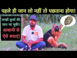 How to protect your dog from TICKS? Must watch if you see single ticks.