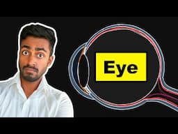 Vision: Structure of the eye - Explained!