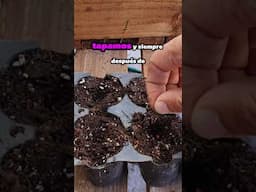 Cómo germinar semillas👌🌱