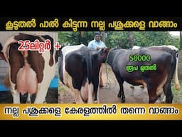 കൂടുതൽ പാൽ ശേഷിയുള്ള ബ്രീഡ്  പശുക്കളെ കുറഞ്ഞ വിലയിൽ നാട്ടിൽ നിന്ന്  വാങ്ങാം#dairy #dairyfarming