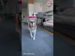 No Cape Needed: This Dog’s Balancing Act Puts Super-Pets to Shame!