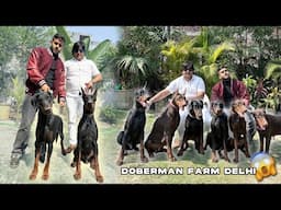 Biggest European Doberman farm in Delhi 😱