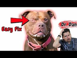 Dog Entropion or Turned in Eyelid and how it is fixed.