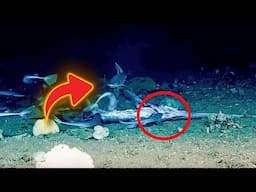 Experts Have Captured Terrifying Footage Of A Deep Sea Creature Swallowing A Shark Whole