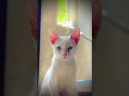 #cat #catbehavior #catvideos #petlovers #kitten #turkishcat #catfood #cute