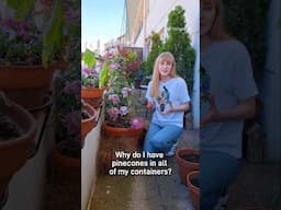 Why I Put Pinecones In My Pots 🪴