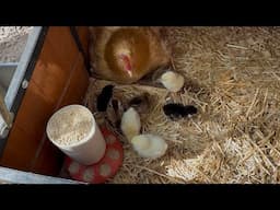 We Got Chicks! Follow Our Chicken Journey