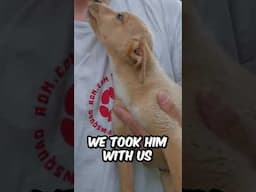 Watch This Incredible Rescue Story! 🐶