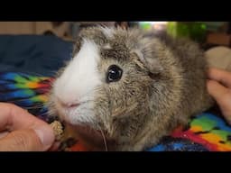 BLACKMAILED Into Saving This Guinea Pig - Volo's Story