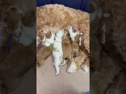 Mini Goldendoodles, red and white tuxedos, 4 days old
