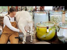 Keeping Dairy Goats 🐐 How we make homemade feta, chevre, yoghurt & more on the homestead