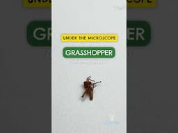 Looking at a grasshopper under the microscope!