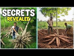 The Easy Way to Boost Cassava Yield Without Breaking the Bank - Cassava Farming Guide