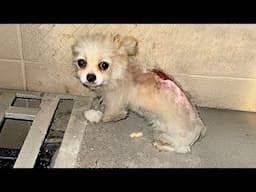 “Can we take it home?”my daughter begged me for saving it when found an injured dog during our walk