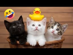 Cuteness Meets Comedy: Funny Cats 2025 Compilation 🐱💥😂