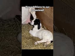 Comment what names I should give to the twins!(Boy and girl) #homestead #lulishomestead #goats #farm