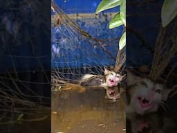 Animal Rescue #animalrescue #saveanimals #rescuecut #youtubeshorts #saveanimalslife #savecat