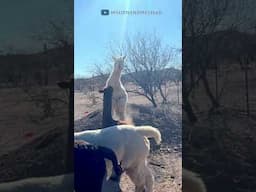 Alpacas Chest Bump? #alpacasoftiktok #animal #animalsoftiktok