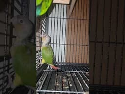 Green Cheek Conure Baby