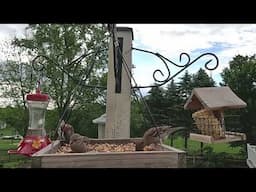 Bird Watching In Maryland | Bird Sounds #bird