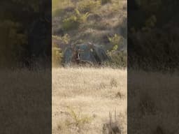 New Zealand Giant Red Stag Hunt - Stalk & Killshot - Roar Hunt #redstag #newzealand