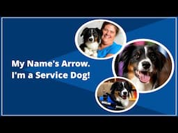 My Name's Arrow.  I'm a Service Dog!
