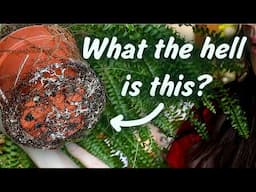 Ferns, Pothos and Terrarium Updates | Catch-up series EP2