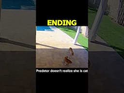 WHEN CAT MEETS PREDATOR #funny #animallife #animallovers #cat