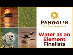 Water as an Element Wildlife Photography Contest