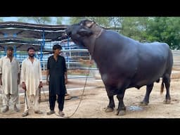 World Biggest Buffalo Bulls of Shuja Bakht Dairy and Cattle Farm ll Qurbani 2025 ll Cow Mandi 2025