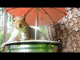 Feeder Frenzy! Squirrel Drama & A Sneaky Chipmunk 🐿️🍿