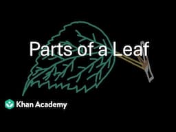 Parts of a leaf | Morphology of flowering plants | Grade 11 | Biology | Khan Academy